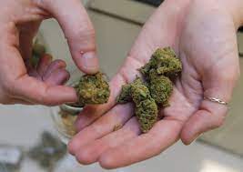 Buy Weed Online in BC with Quick Access to Premium Strains