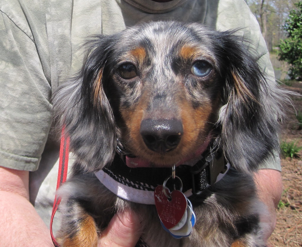 Blue Dapple Dachshund Puppy: The Cutest Seal Lookalike Ever